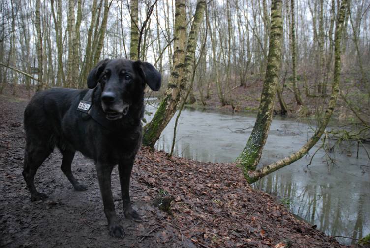 golden retriever and rottweiler mix camillo deutscher sch 228 ferhund golden retriever rottweiler mischling mix golden retriever and rottweiler mix camillo deutscher sch 228 ferhund golden retriever rottweiler mischling mix