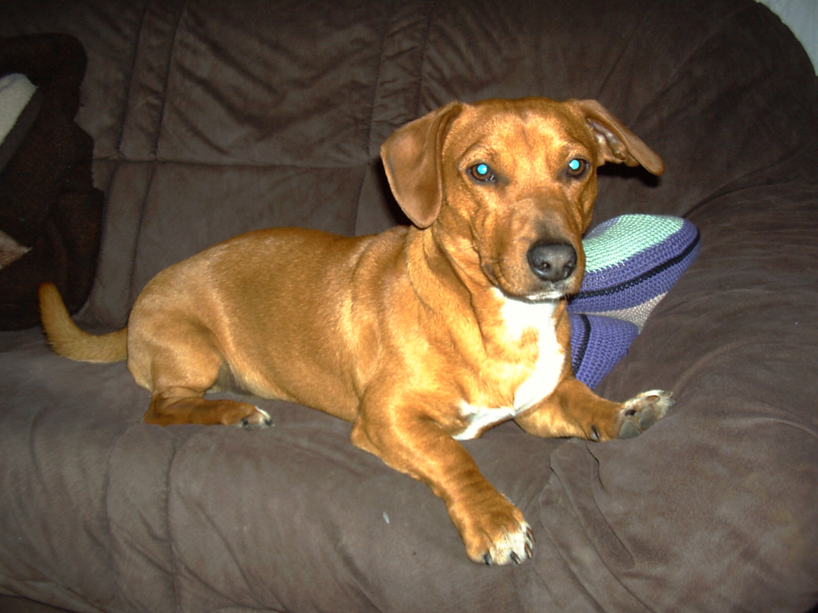 Damon (Jack Russell Terrier, Unbekannt) | Mischling - Mix