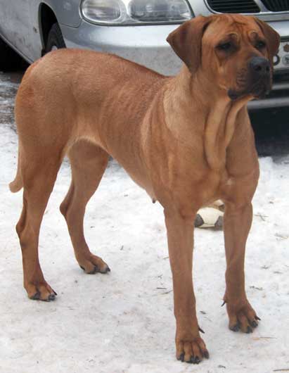 ridgeback rottweiler rhodesian ridgeback lab mix for sale breeds picture ridgeback rottweiler rhodesian ridgeback lab mix for sale breeds picture
