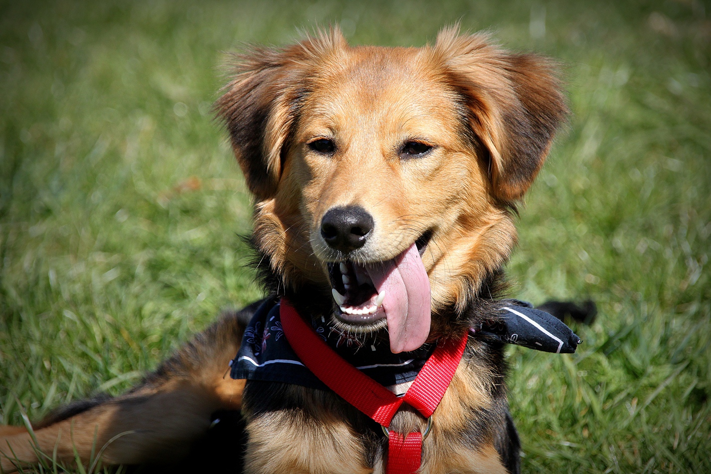 Rico (Unbekannt) Mischling Mix