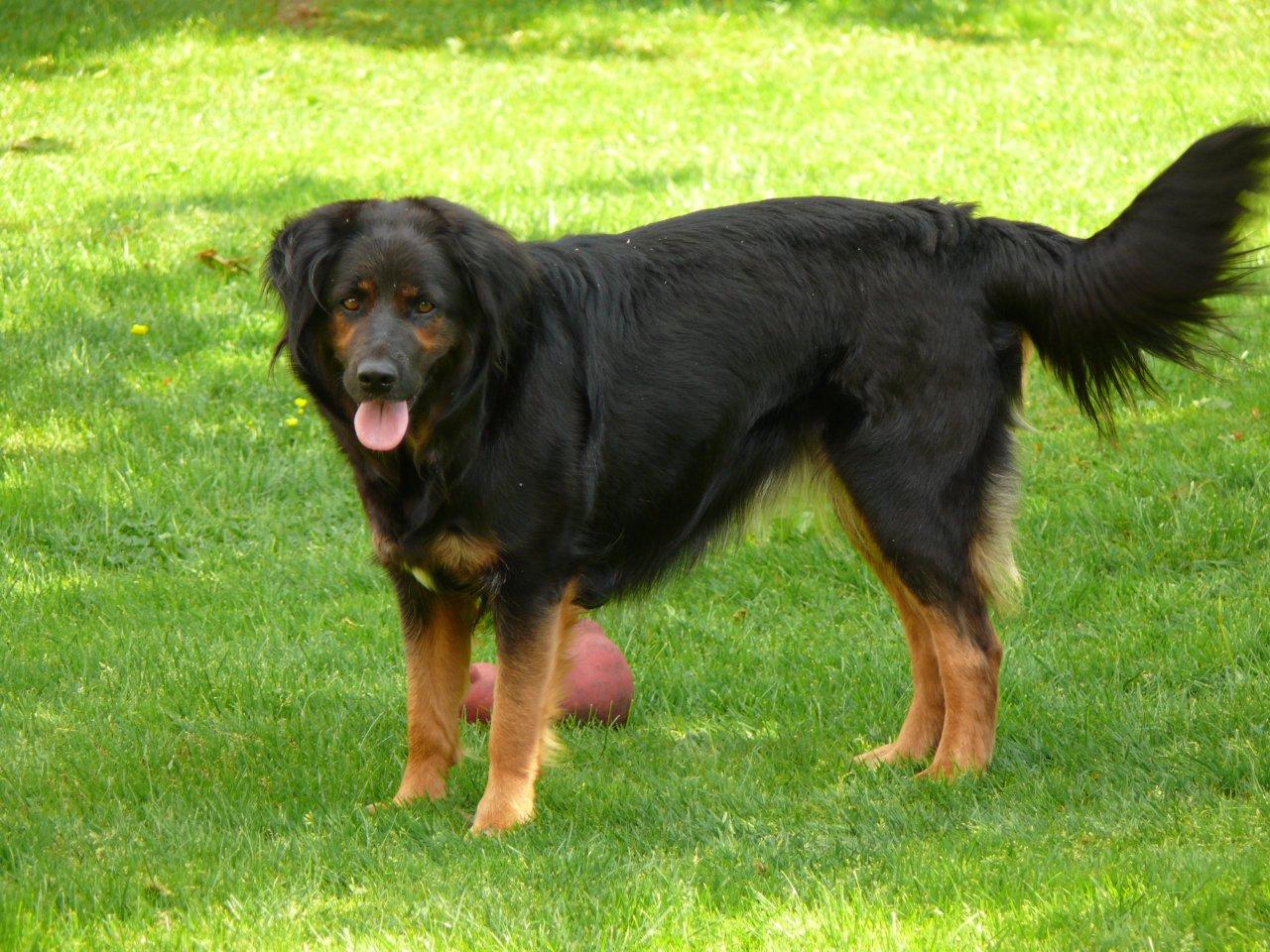 siberian rottweiler cleo deutscher sch 228 ferhund m 252 nsterl 228 nder rottweiler siberian husky mischling siberian rottweiler cleo deutscher sch 228 ferhund m 252 nsterl 228 nder rottweiler siberian husky mischling