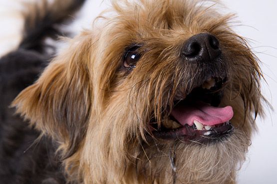 border collie yorkie mix border collie terrier mix breeds picture border collie yorkie mix border collie terrier mix breeds picture