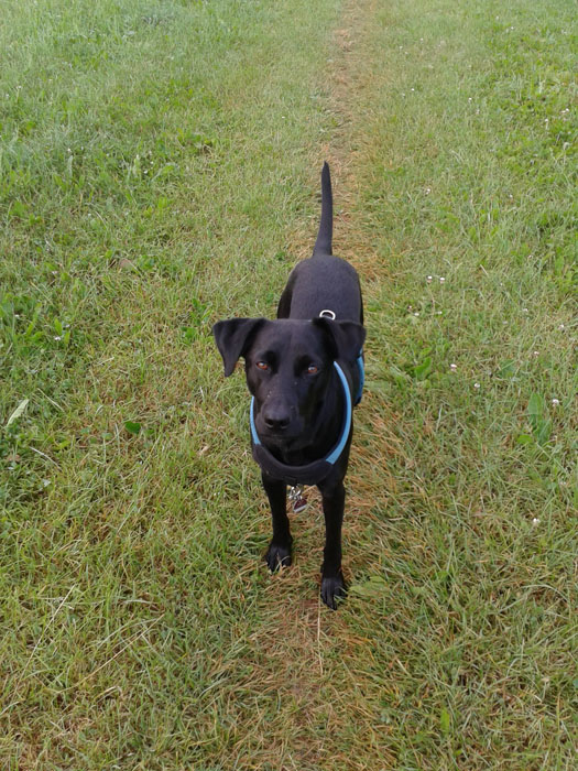 Tom (Labrador, Pinscher) Mischling Mix