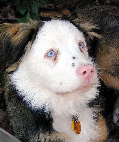 border collie rottweiler mix temperament australian shepherd rottweiler border collie mix breeds picture border collie rottweiler mix temperament australian shepherd rottweiler border collie mix breeds picture