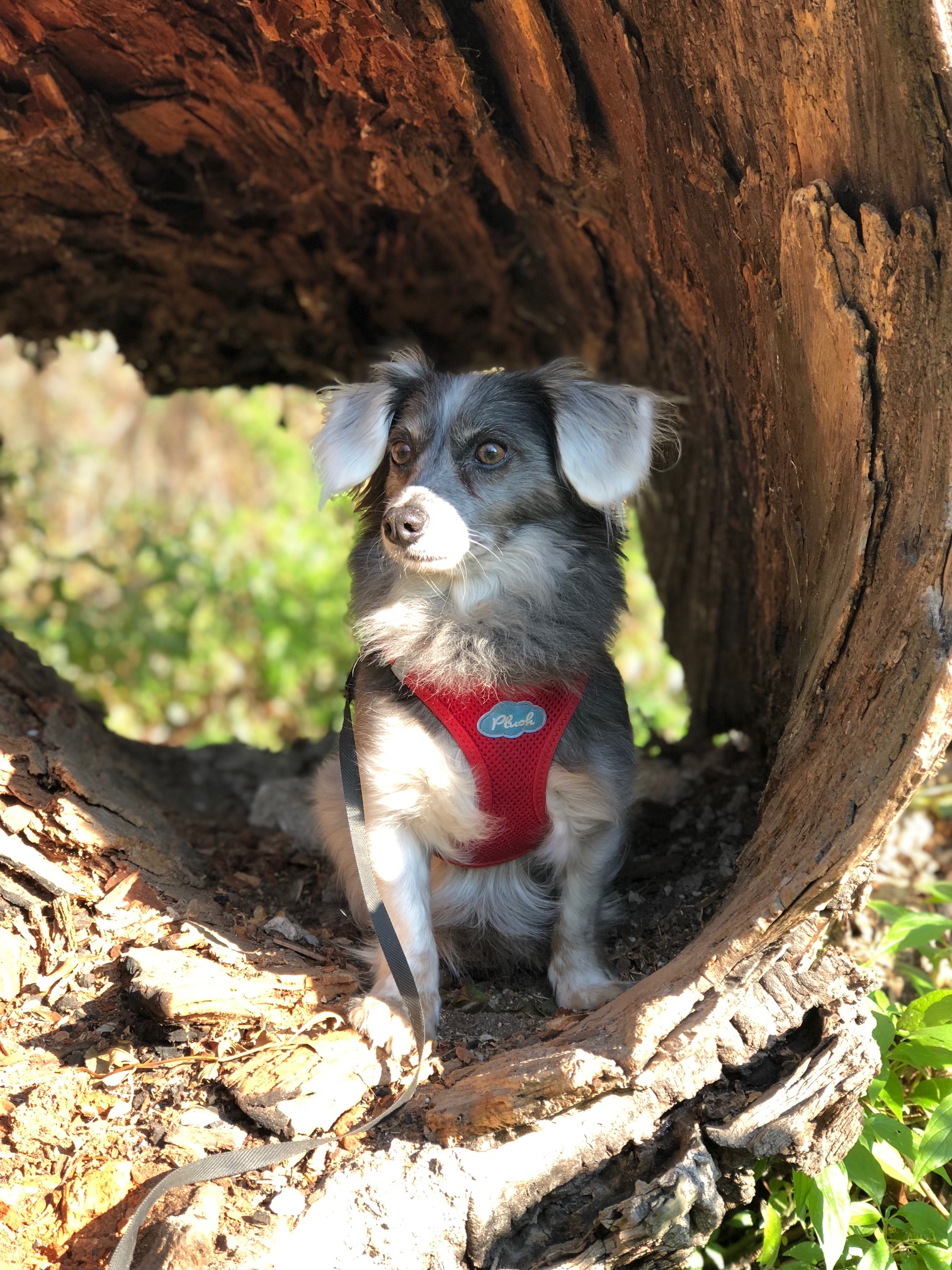 Lucy (Chihuahua, Dackel, Shetland Sheepdog, Unbekannt) Chihuahua Dackel MeinMischling Shetland Sheepdog Unbekannt 