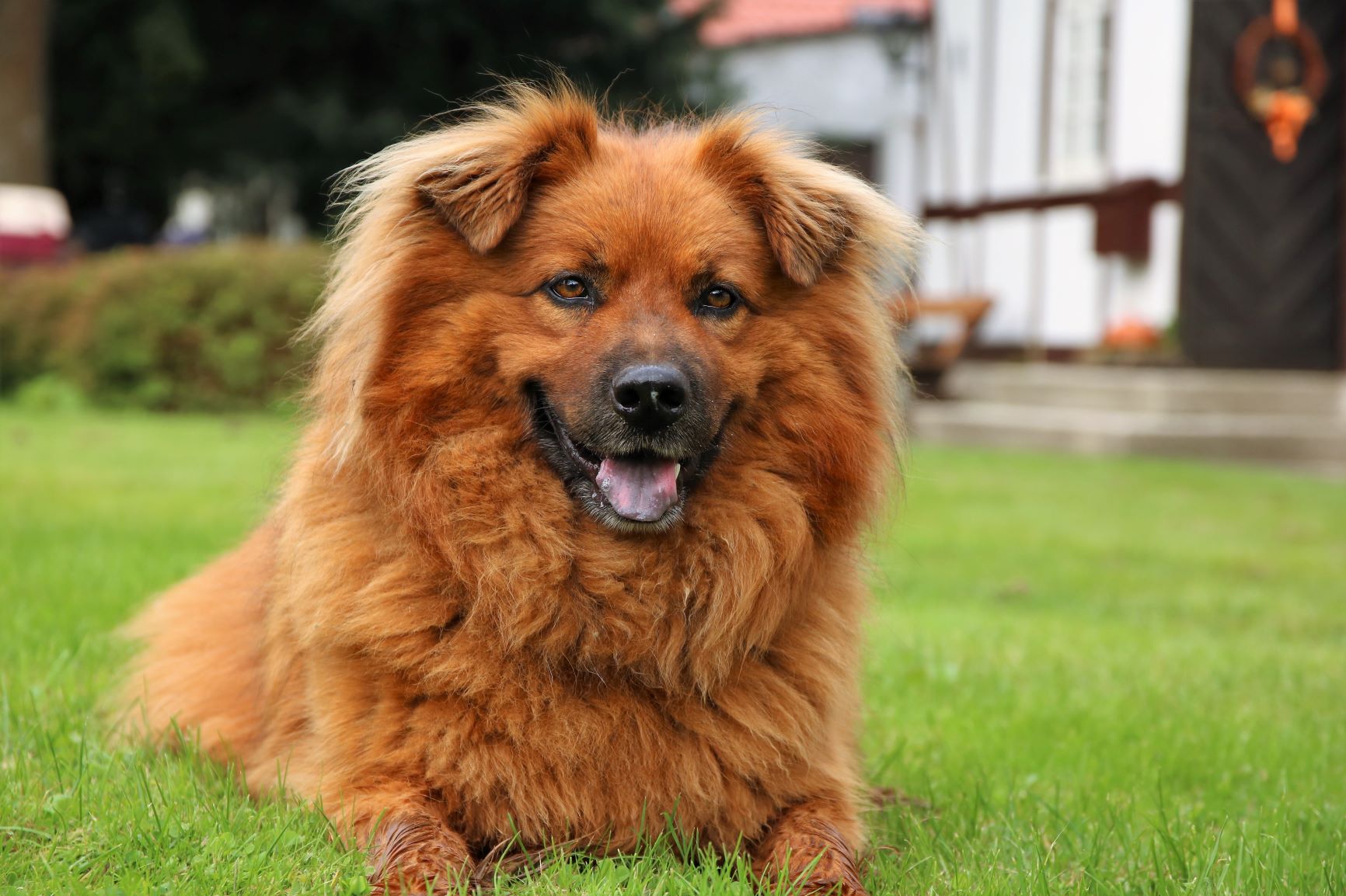 Gismo (Australian Shepherd, Eurasier) Australian Shepherd Eurasier 