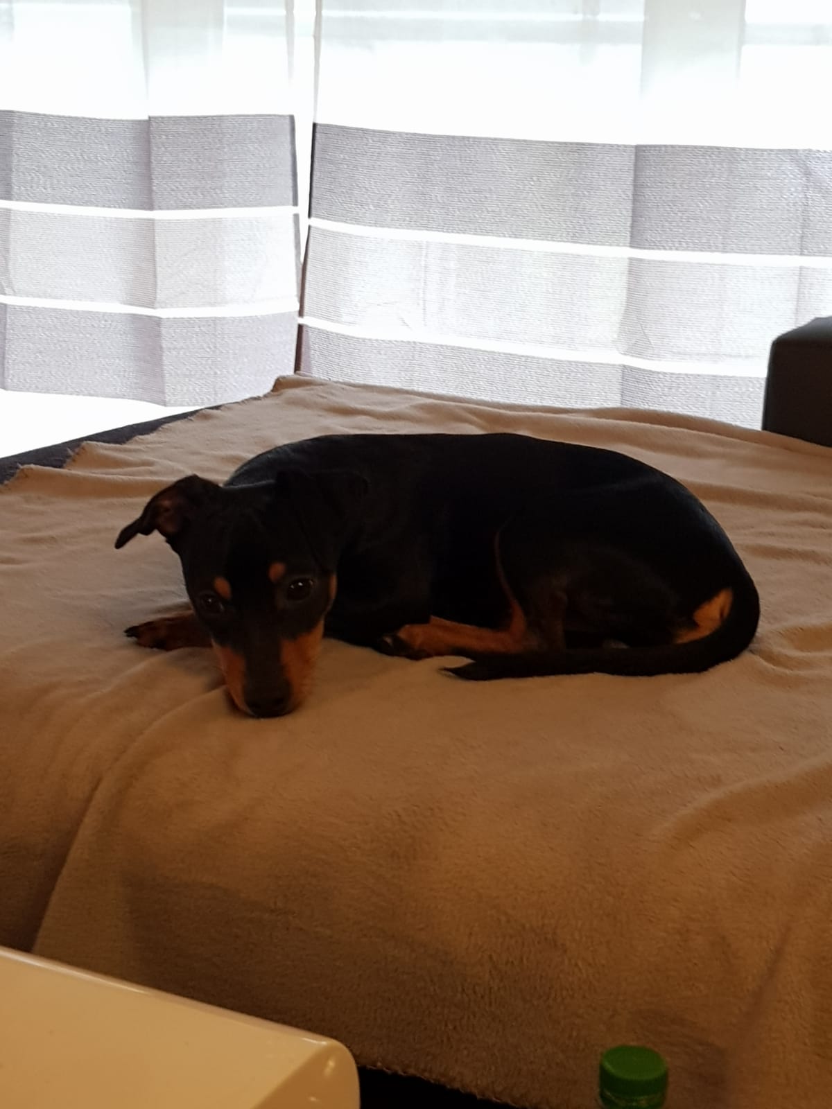 Odin (Dackel, Zwergpinscher) Dackel Zwergpinscher 