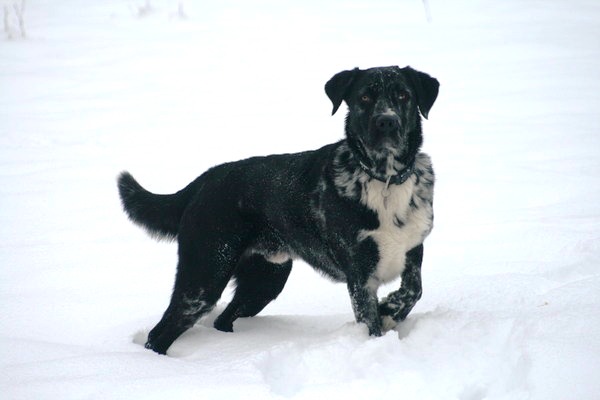 Lou (Australian Shepherd, Labrador) Australian Shepherd Labrador 