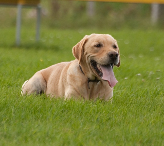 Spike (Golden Retriever, Labrador) Golden Retriever Labrador 