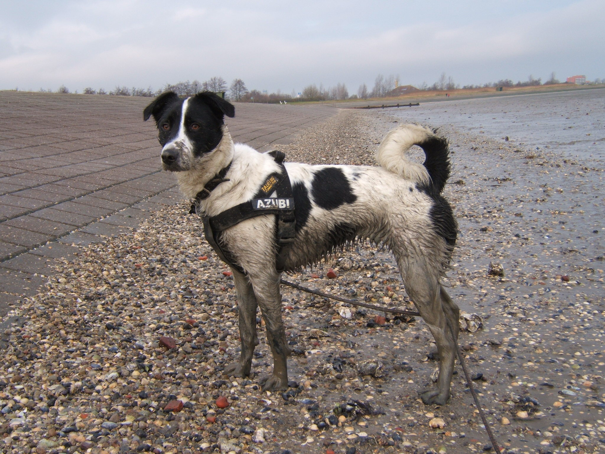 Mira (Jack Russell Terrier, Labrador, Münsterländer) Jack Russell Terrier Labrador Münsterländer 