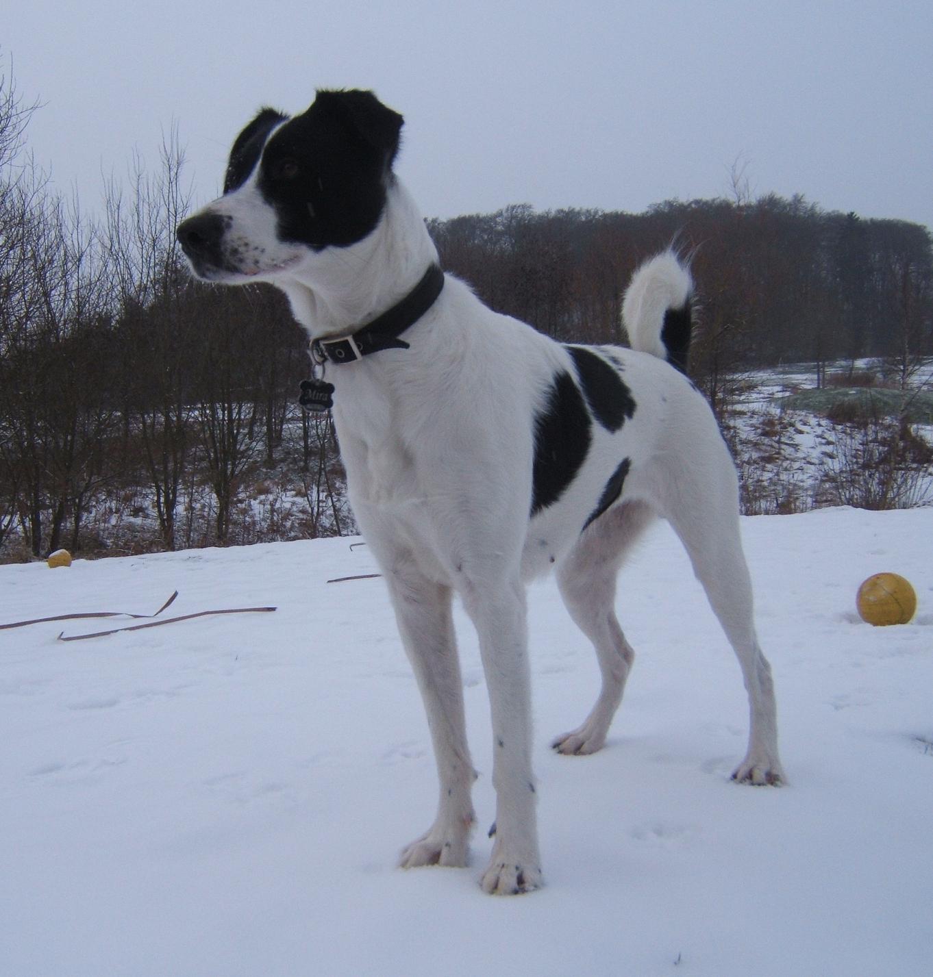 Mira (Jack Russell Terrier, Labrador, Münsterländer) Jack Russell Terrier Labrador Münsterländer 