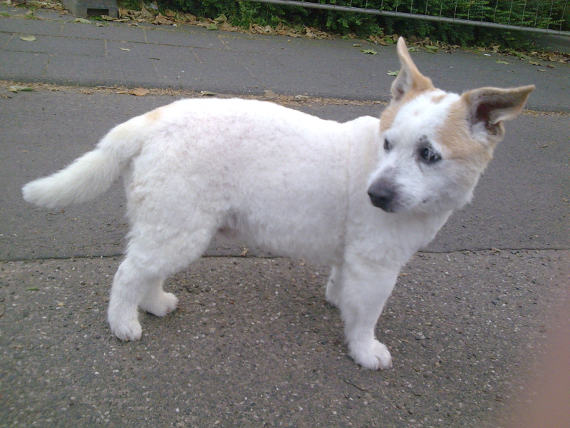 Tommy (Jack Russell Terrier, Spitz) Jack Russell Terrier Spitz 