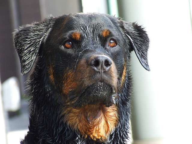 Sam (Dobermann, Rottweiler) Dobermann Rottweiler 