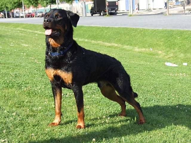 Sam (Dobermann, Rottweiler) Dobermann Rottweiler 