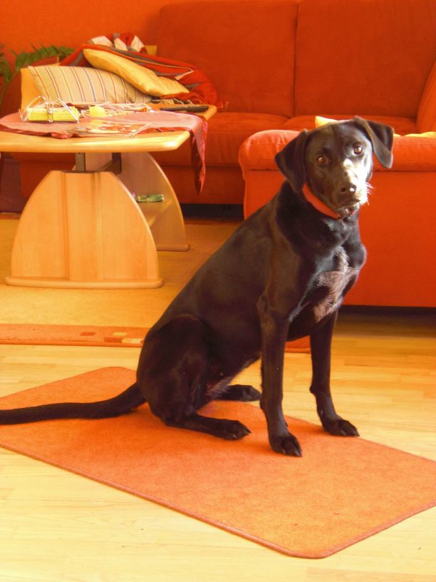 Maja (Deutsch Drahthaar, Labrador, Weisser Schweizer Schäferhund) Deutsch Drahthaar Labrador Weisser Schweizer Schäferhund 
