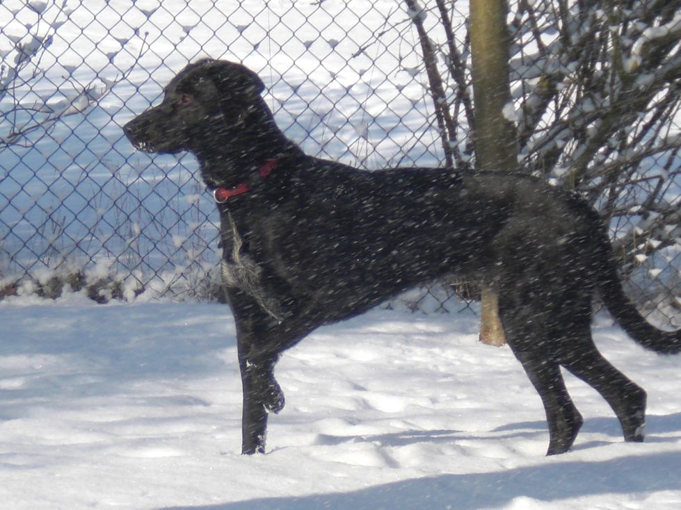 Maja (Deutsch Drahthaar, Labrador, Weisser Schweizer Schäferhund) Deutsch Drahthaar Labrador Weisser Schweizer Schäferhund 