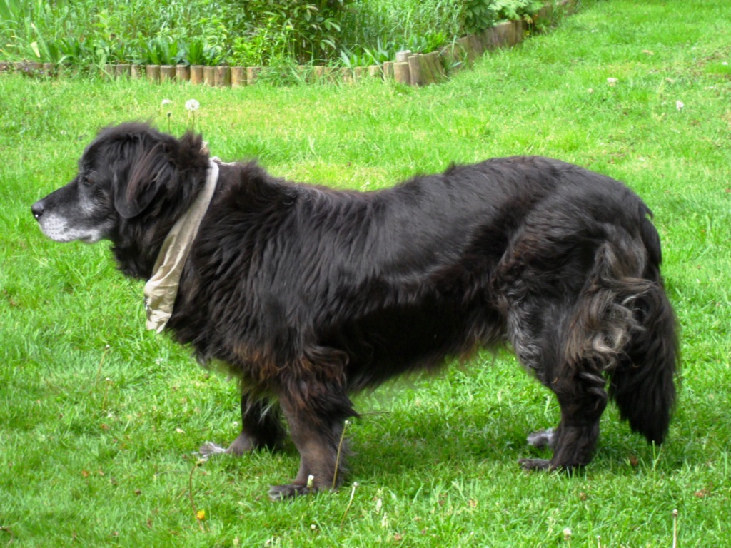 Felix (Berner Sennenhund, Flat Coated Retriever) Berner Sennenhund Flat Coated Retriever 