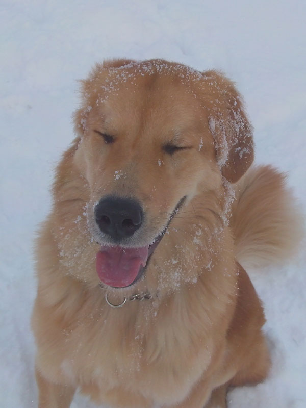 Chester (Berner Sennenhund, Golden Retriver, Hovawart, Labrador) Berner Sennenhund Golden Retriever Hovawart Labrador 