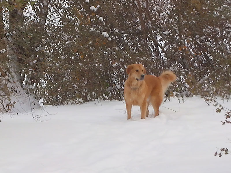 Chester (Berner Sennenhund, Golden Retriver, Hovawart, Labrador) Berner Sennenhund Golden Retriever Hovawart Labrador 