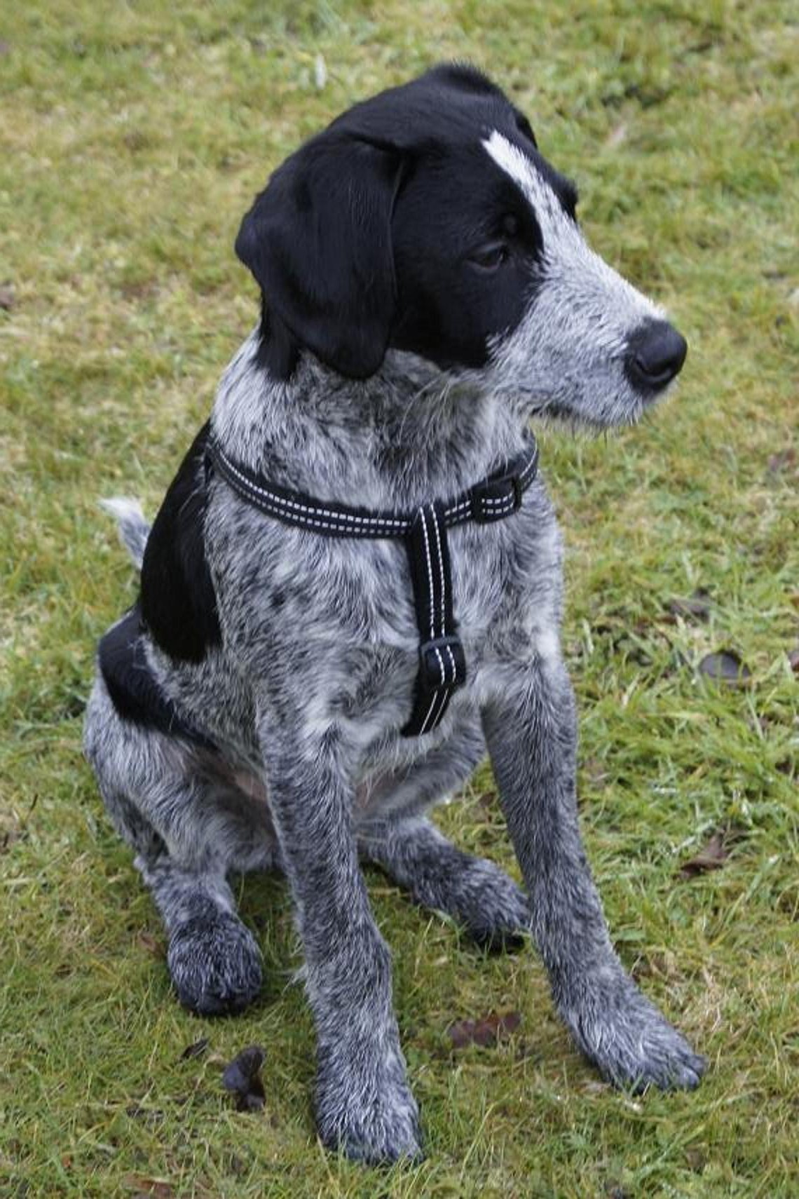 Melchior (Deutsch Drahthaar, Jack Russell Terrier) Deutsch Drahthaar Jack Russell Terrier 