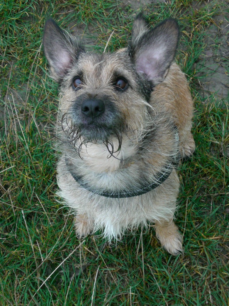 Elias (Border Terrier, Cairn Terrier, Dackel, Jack Russell Terrier) Border Terrier Cairn Terrier Dackel Jack Russell Terrier 