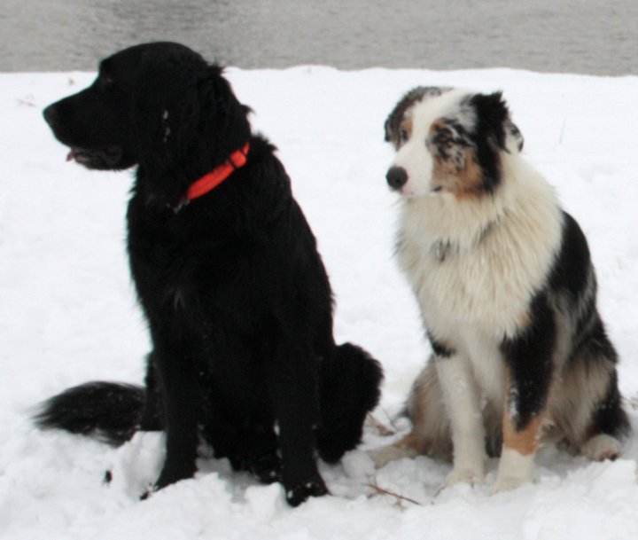 Blacky (Flat Coated Retriever, Gordon Setter) Flat Coated Retriever Gordon Setter 