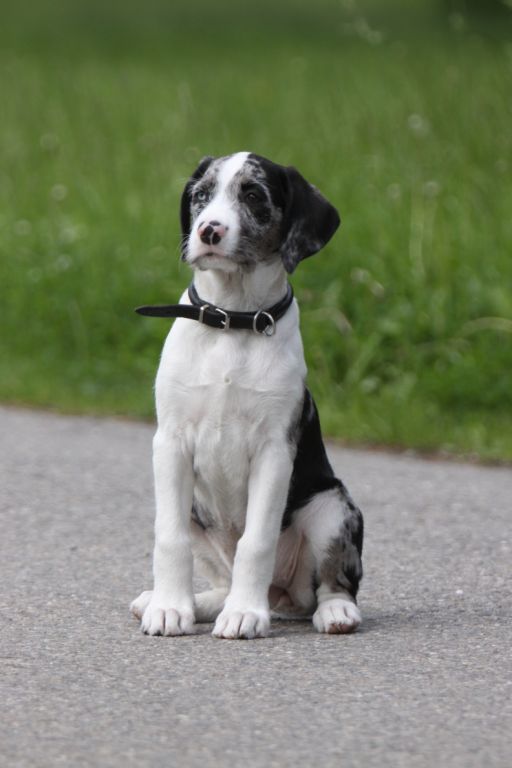 Trojka van Ludwig (Australian Shepherd, Labrador, Riesenschnauzer) Australian Shepherd Labrador Riesenschnauzer 