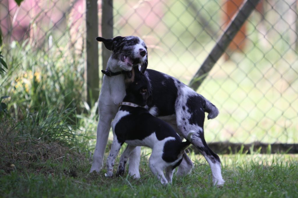 Trojka van Ludwig (Australian Shepherd, Labrador, Riesenschnauzer) Australian Shepherd Labrador Riesenschnauzer 