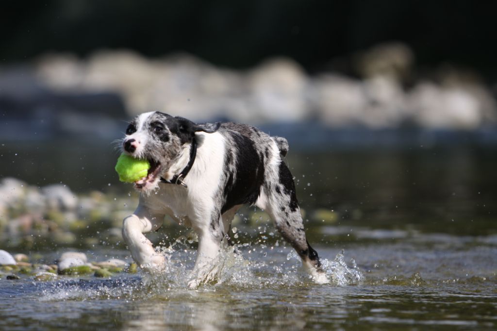 Trojka van Ludwig (Australian Shepherd, Labrador, Riesenschnauzer) Australian Shepherd Labrador Riesenschnauzer 