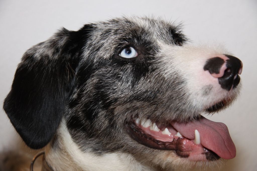 Trojka van Ludwig (Australian Shepherd, Labrador, Riesenschnauzer) Australian Shepherd Labrador Riesenschnauzer 