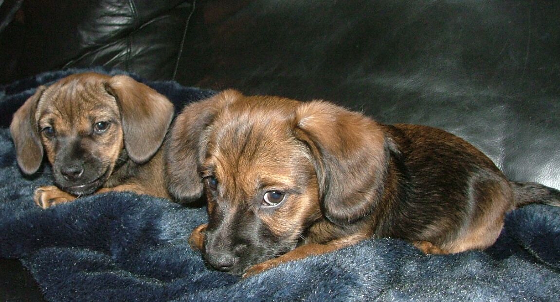 Tüte und Motte (Jack Russell Terrier, Tibet Terrier) Jack Russell Terrier Tibet Terrier 