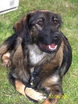 Shiwa (Berner Sennenhund, Deutscher Schäferhund) Berner Sennenhund Deutscher Schäferhund 