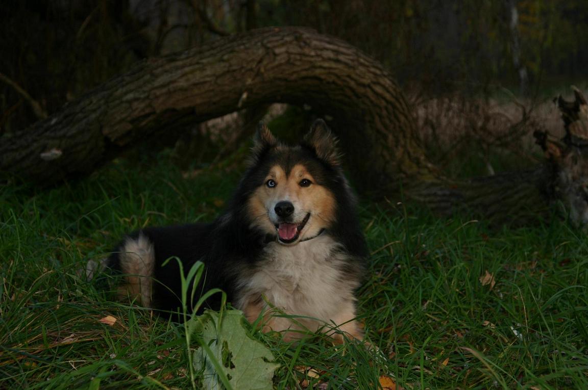 Marley (Collie, Siberian Husky) Collie Siberian Husky 