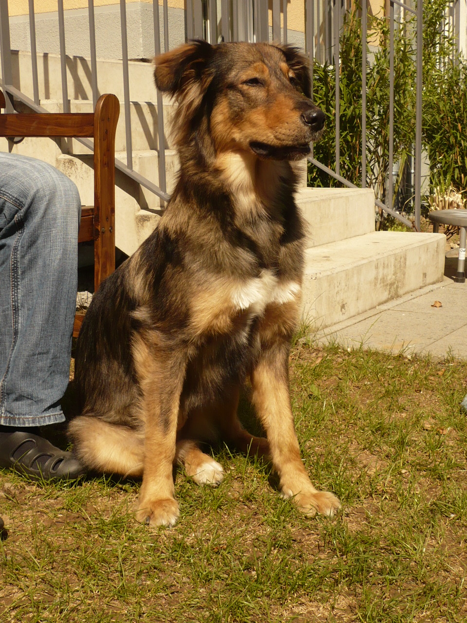 Malu (Kroatischer Hütehund, Berner Sennenhund, Collie, Leonberger) Berner Sennenhund Collie Kroatischer Hütehund Leonberger 