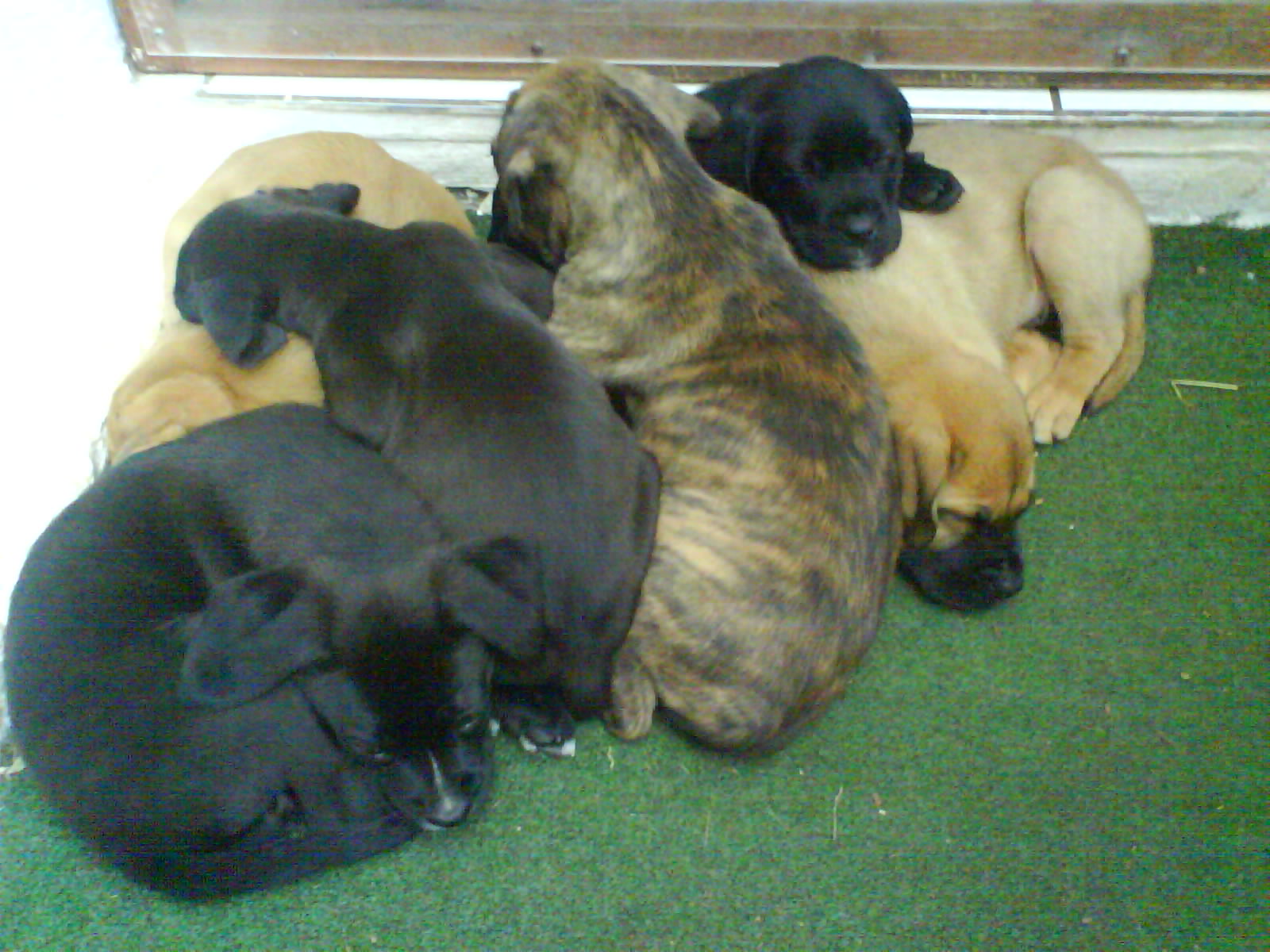 Theo (Deutscher Boxer, Deutscher Schäferhund, Labrdor) Deutscher Boxer Deutscher Schäferhund Labrador 