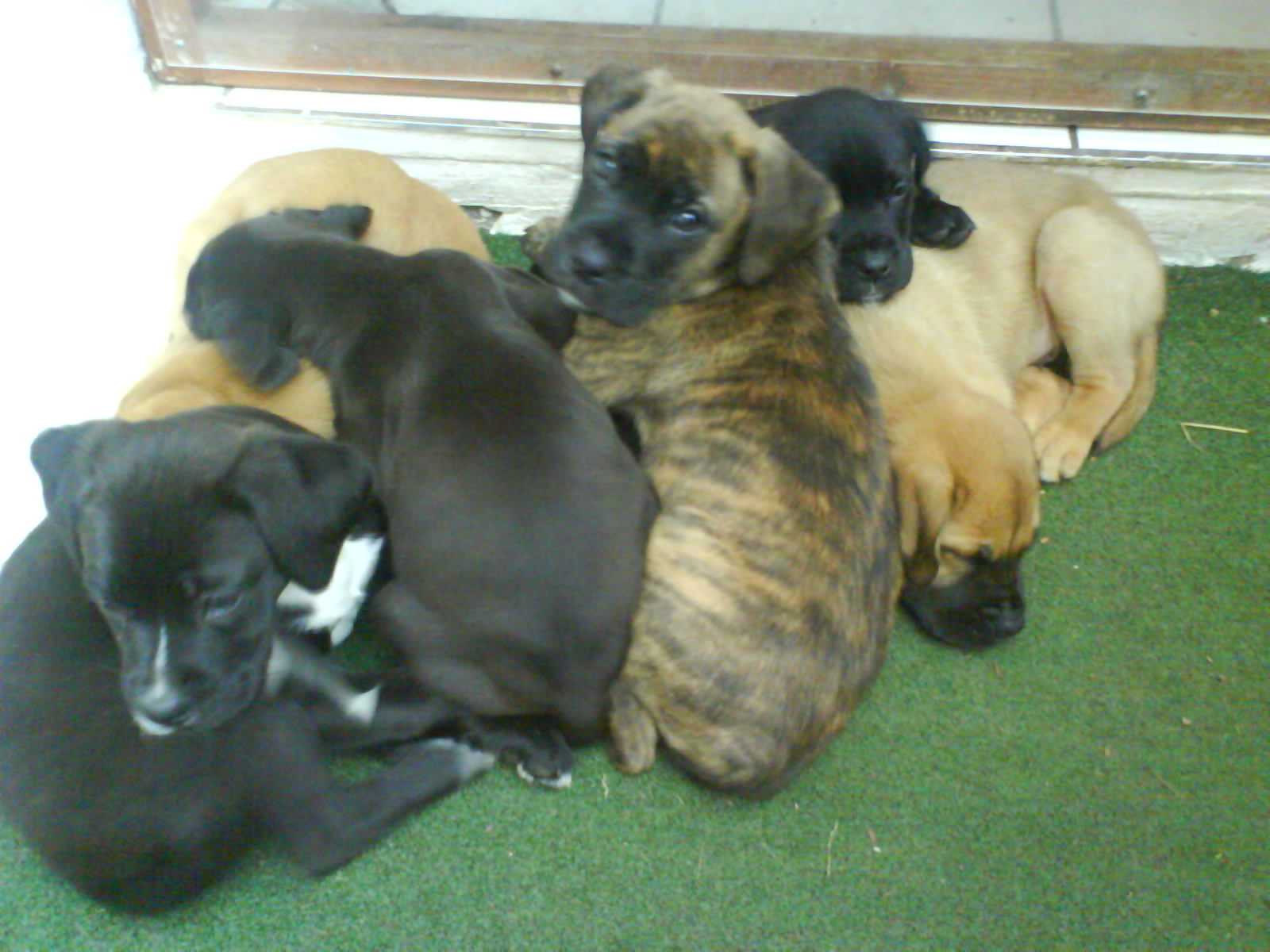 Theo (Deutscher Boxer, Deutscher Schäferhund, Labrdor) Deutscher Boxer Deutscher Schäferhund Labrador 