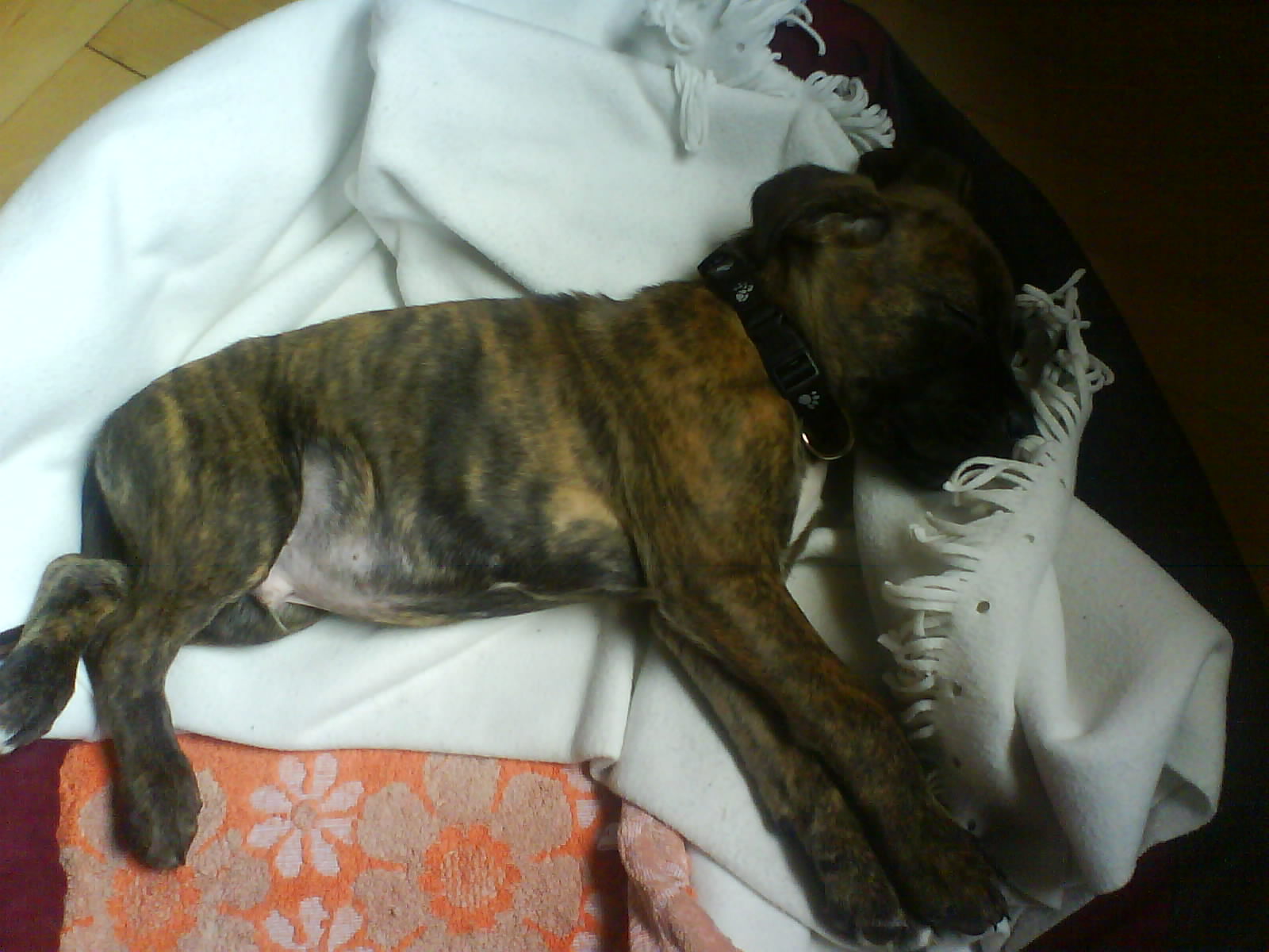 Theo (Deutscher Boxer, Deutscher Schäferhund, Labrdor) Deutscher Boxer Deutscher Schäferhund Labrador 