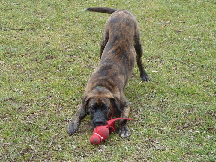 Theo (Deutscher Boxer, Deutscher Schäferhund, Labrdor) Deutscher Boxer Deutscher Schäferhund Labrador 