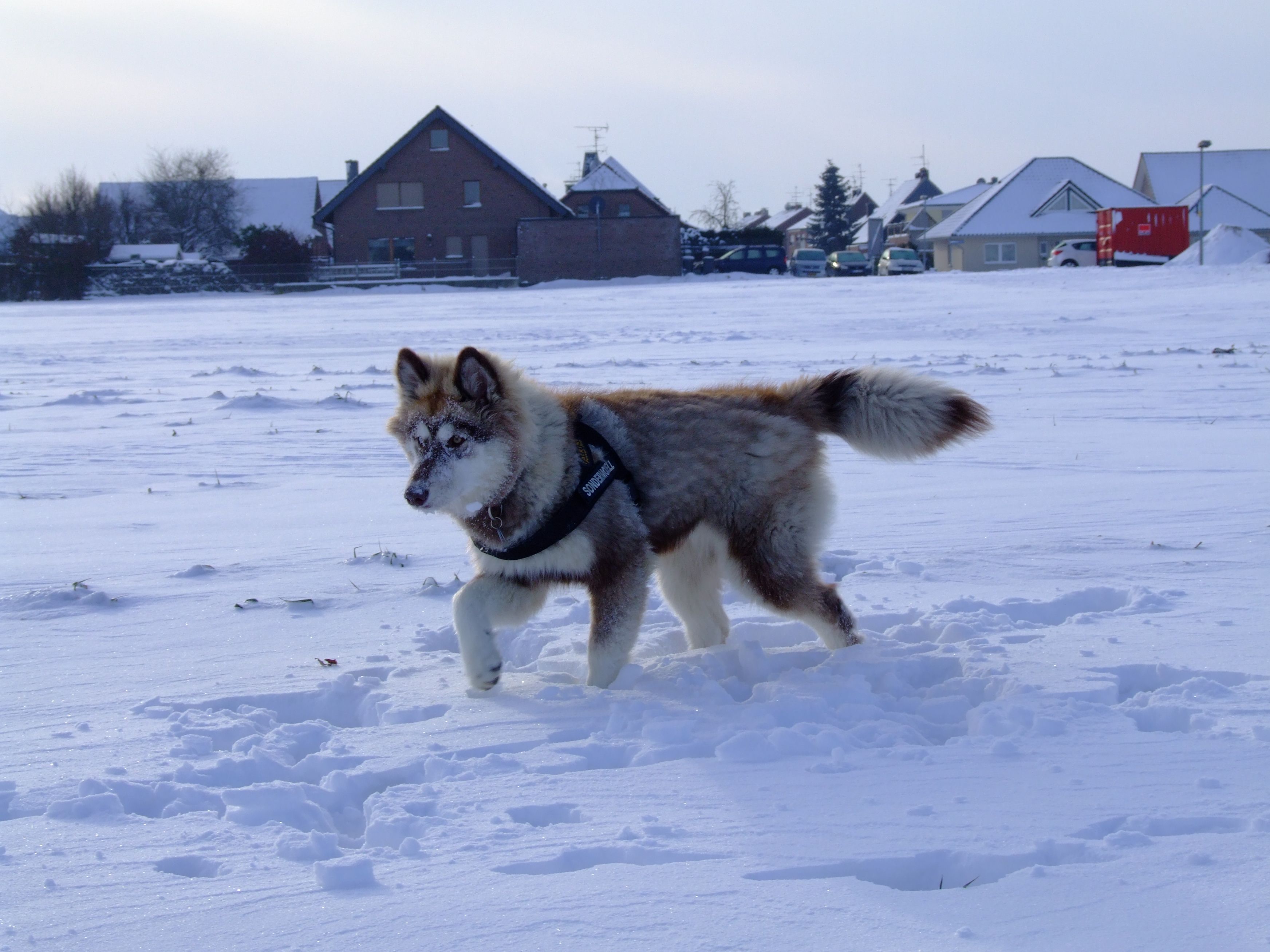 Chena (Malamute, Siberian Husky) Malamute Siberian Husky 