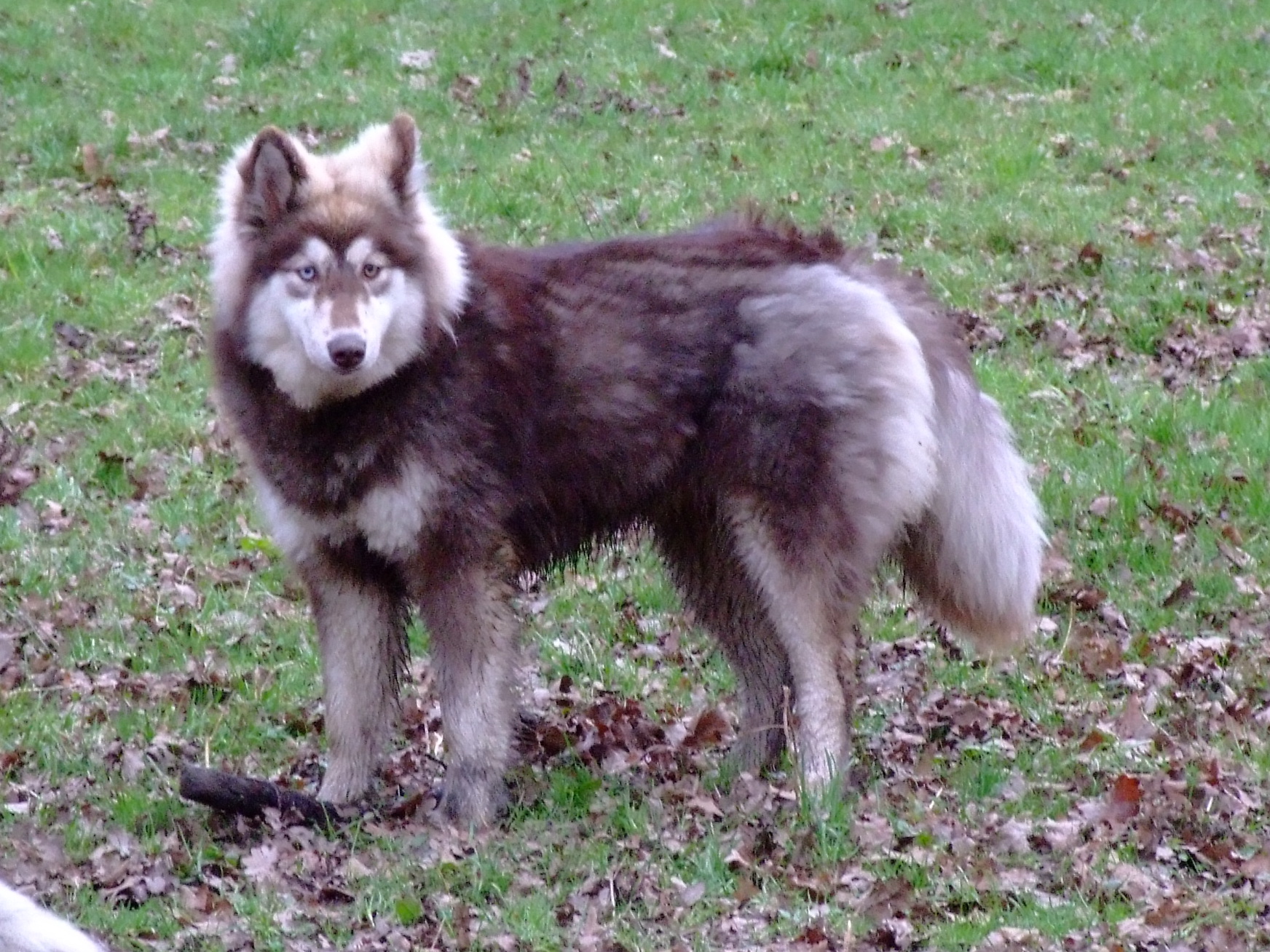 Chena (Malamute, Siberian Husky) Malamute Siberian Husky 