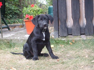 Benji (Altdeutscher Hütehund, Golden Retriever, Labrador, Schafpudel) Altdeutscher Hütehund Golden Retriever Labrador Schafpudel 