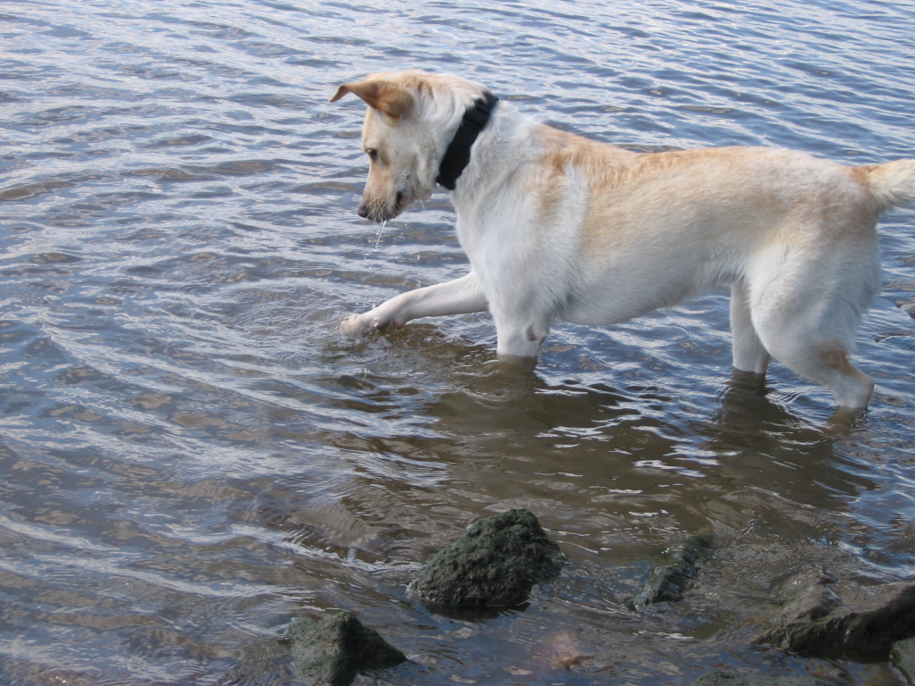 Elisa (Golden Retriever, Unbekannt) Golden Retriever Unbekannt 