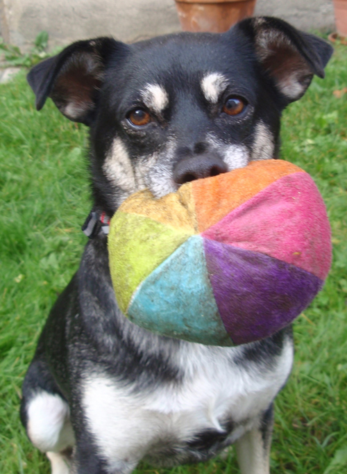 Nyuki (Pinscher, Unbekannt) Pinscher Unbekannt 