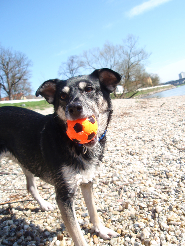 Nyuki (Pinscher, Unbekannt) Pinscher Unbekannt 