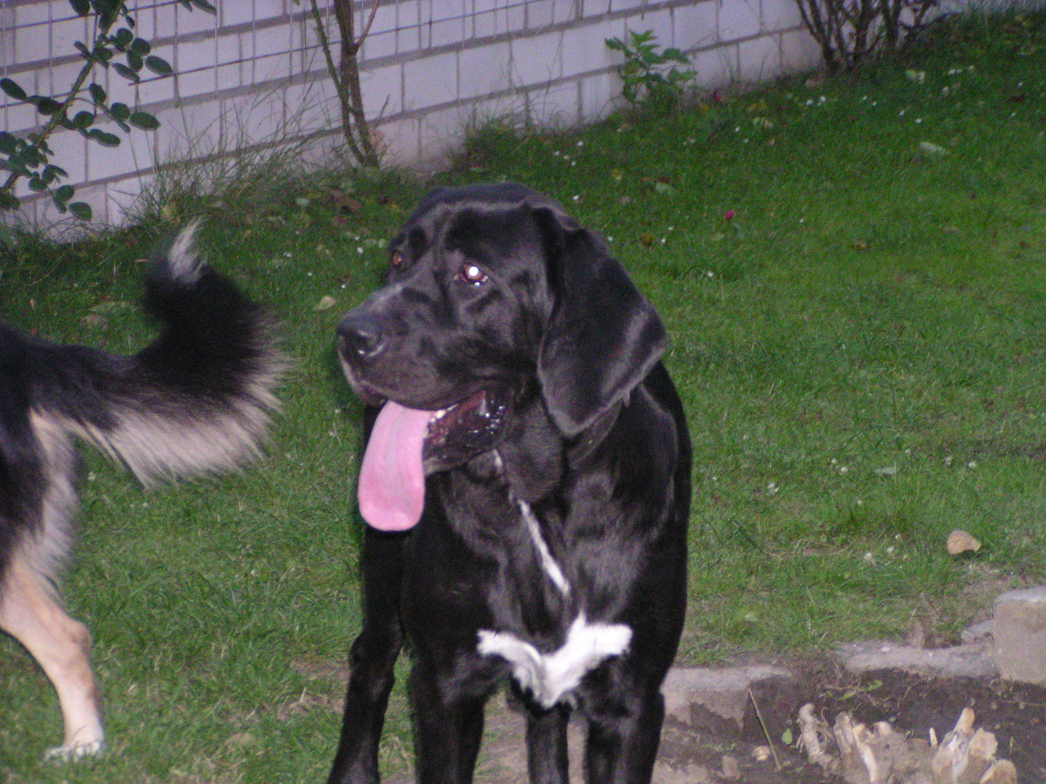Sheela (Banter Bulldog, Bloodhound, Landseer) Banter Bulldog Bloodhound Landseer 