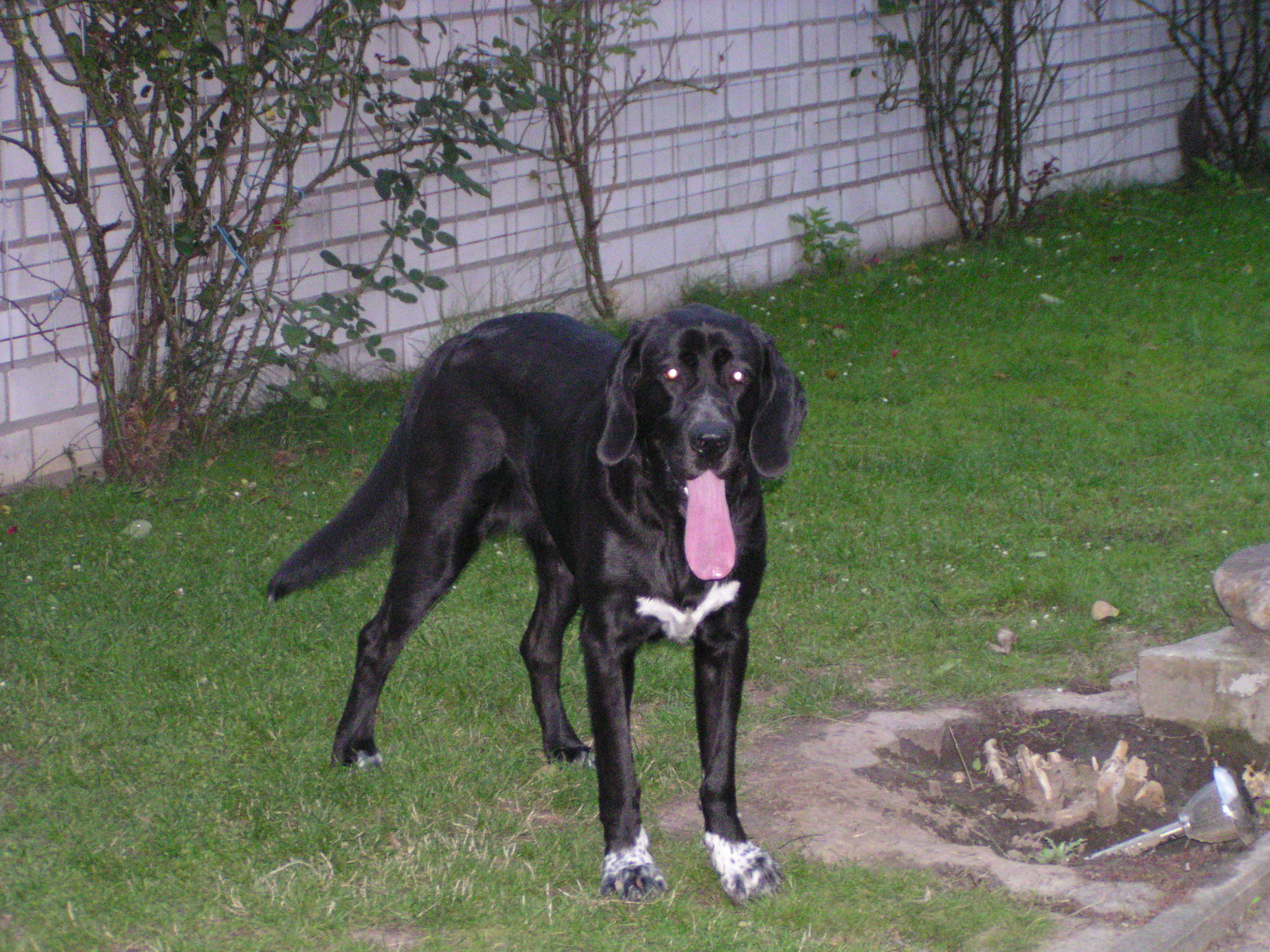 Sheela (Banter Bulldog, Bloodhound, Landseer) Banter Bulldog Bloodhound Landseer 