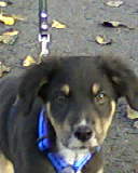 Jacky (Australian Shepherd, Labrador) Australian Shepherd Labrador 