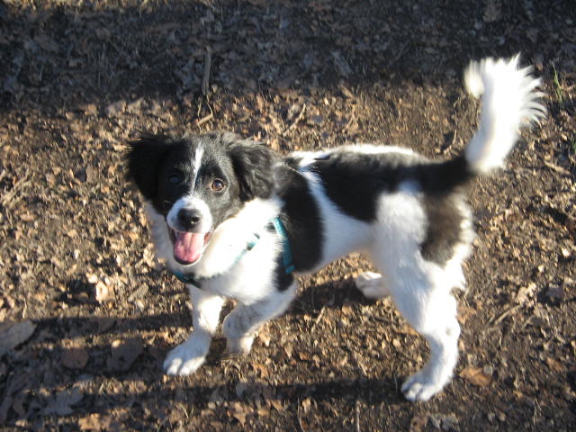 Luke (Border Collie, Jack Russell Terrier) Border Collie Jack Russell Terrier 