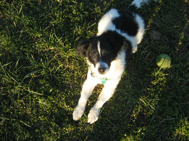 Luke (Border Collie, Jack Russell Terrier) Border Collie Jack Russell Terrier 