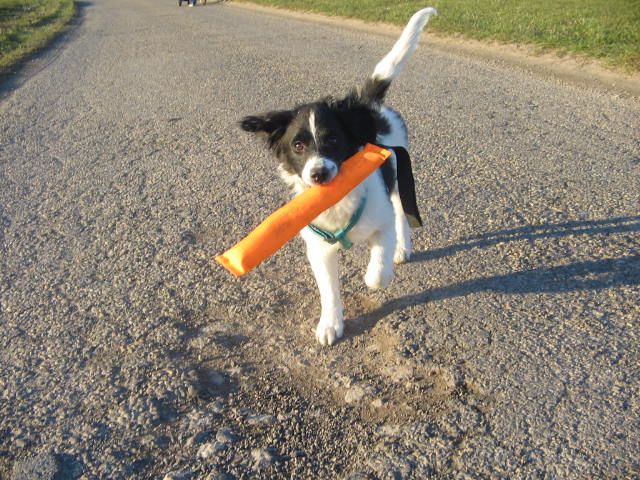 Luke (Border Collie, Jack Russell Terrier) Border Collie Jack Russell Terrier 